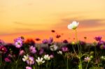 White Cosmos On Field In Twilight Stock Photo