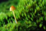 Fungi In Moss Stock Photo