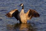 Very Beautiful Canada Goose Shows His Wings Stock Photo