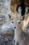 Deer Head Stock Photo