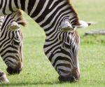 The Portrait Of The Zebras Eating The Green Grass Stock Photo
