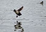 Beautiful Photo Of A Cute Duck Landing On A Lake Stock Photo