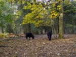 Cows Grazing For Acorns In The Ashdown Forest Stock Photo