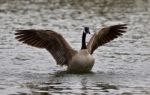 Beautiful Isolated Photo Of A Cute Wild Canada Goose In The Lake Showing Its Strong Wings Stock Photo