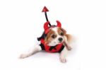 Chihuahua Is Wearing Devil Suit Stock Photo