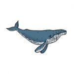 Humpback Whale Color Drawing Stock Photo