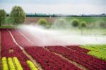 Watering Lettuce Fields Stock Photo