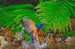Blued-eared Kingfisher Stock Photo