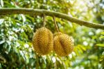 Durian On Tree Stock Photo