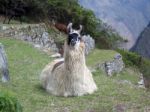 A Llama At Machu Picchu, Peru Stock Photo