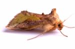 Nocturnal Moth Stock Photo