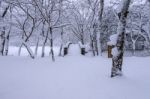 Snow Falling In Park And A Walking Bridge In Winter, Winter Landscape Stock Photo
