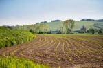 Spring Arable Land. Spring Wavy Agriculture Scene. Rural Landsca Stock Photo