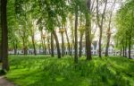 Tree Houses In The Beguinage Garden In Bruges Stock Photo