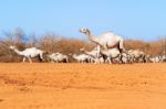 Camels In Kenya Stock Photo