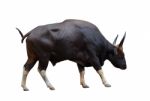 Full Body Side View Of Wild Male Gaur With Sharpen Horn Isolated White Background Stock Photo