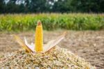 Corncob On Chopped Corn Stock Photo