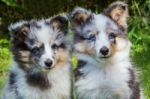 Portrait Of Two Young Sheltie Dogs Stock Photo