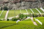 Spring Vineyard. Elqui Valley, Andes Part Of Atacama Desert In T Stock Photo