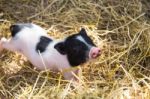 Pig In A Pen Stock Photo