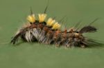 Rusty Tussock Moth Caterpillar Stock Photo