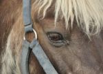 Pony Eye Stock Photo