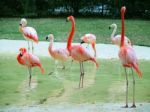 Flamingo Birds In The Pond Stock Photo