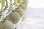 Cantaloupe Melon Growing In A Greenhouse Stock Photo