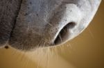 Snout Of A Donkey Stock Photo