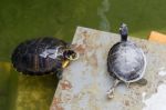 Terrapins In The Moat Around The Bandstand In Tavira Portugal Stock Photo