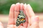 Butterfly In The Loving Hand Stock Photo