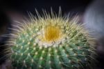 Close Up Small Cactus Stock Photo