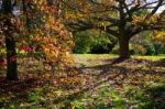 Autumnal Colours In A Sussex Garden Stock Photo