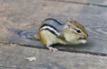 Image Of A Cute Funny Chipmunk Eating Something Stock Photo