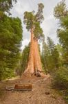 General Grant Sequoia Tree, Kings Canyon National Park Stock Photo