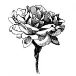 Rose Flower  Doodle Hand Drawn Stock Photo