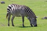 Beautiful Background With The Zebra On The Field Stock Photo