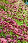 Magenta Chrysanthemum Morifolium Flowers Farms Stock Photo