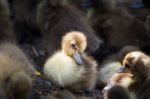 Small Ducks Stock Photo