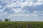 Cotton Field In Oakey Stock Photo