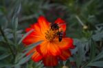 Bee And Orange Flower Stock Photo