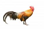 Beautiful Rooster Isolated On White Background Stock Photo