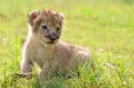 Baby Lion Stock Photo