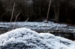 Frost On Growning On Rocks Stock Photo