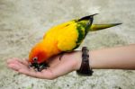 Tourist Feeding Bird Stock Photo