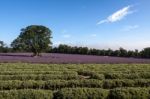 Lavender Field Stock Photo