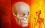 Skeleton And Human Skull Stock Photo