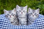 Three Young Silver Tabby Cats In Checkered Basket Stock Photo