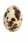 Raw Quail Egg Stock Photo