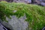 Moss On Rock Stock Photo